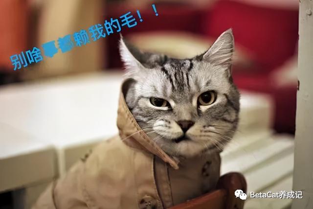 猫毛过敏怎么办，猫毛过敏最有效的解决