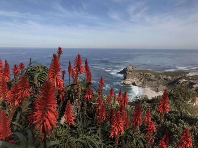 芦荟胶是真的还是假的，你还在被本土和韩国芦荟胶