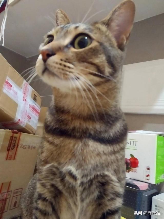 美短猫真的好养吗，养到的人都很幸运