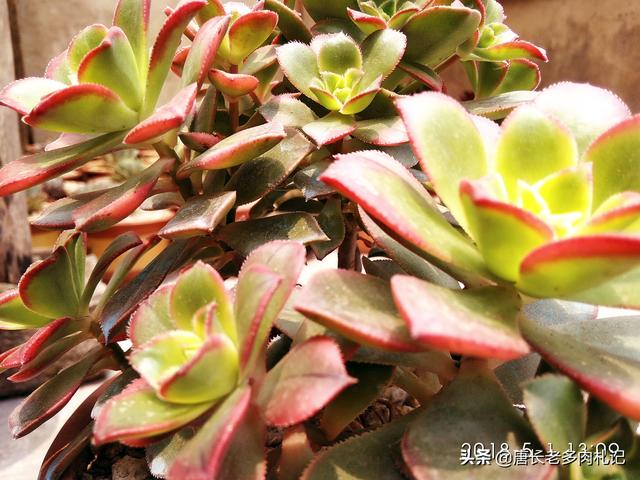 多肉植物艳日辉怎么养好，多肉植物艳日辉该如何养护