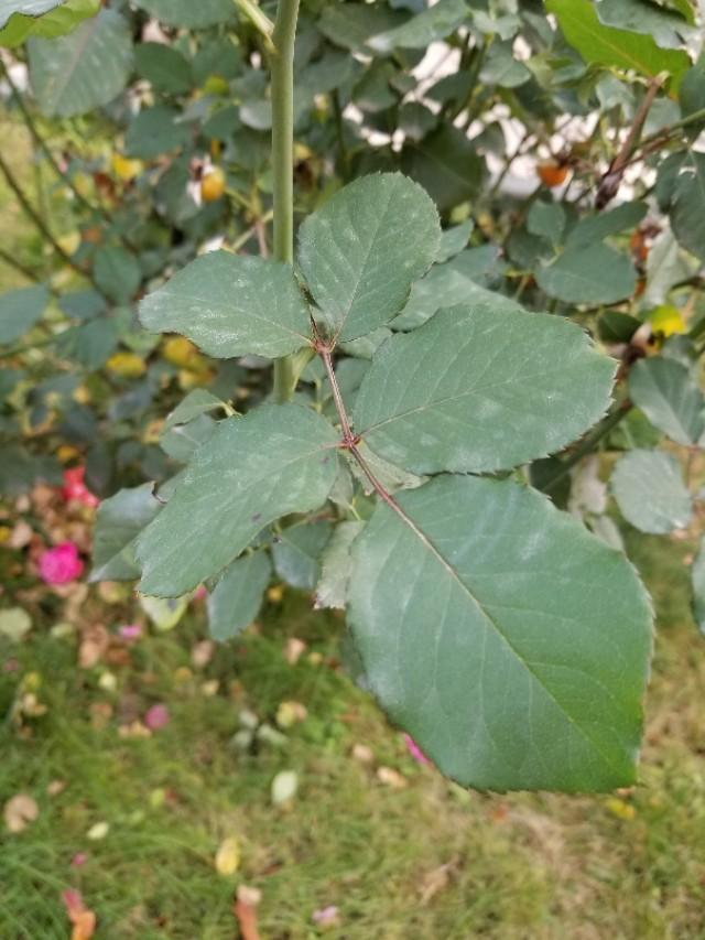 玫瑰和月季的区别图解，玫瑰和月季抓住