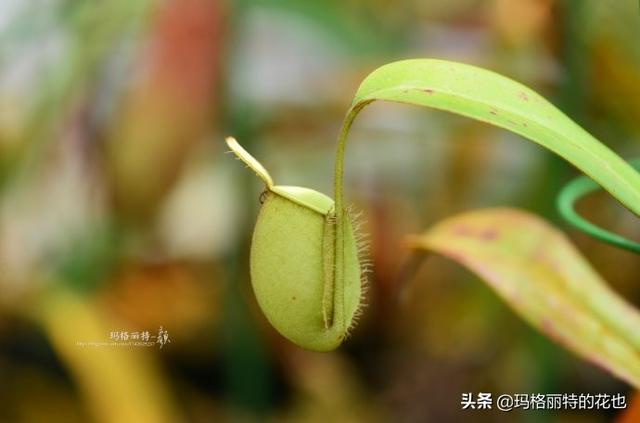 通向死亡的甜蜜诱惑，什么猪笼草是最好养（大量吸食它，可致人瘫痪、死亡）