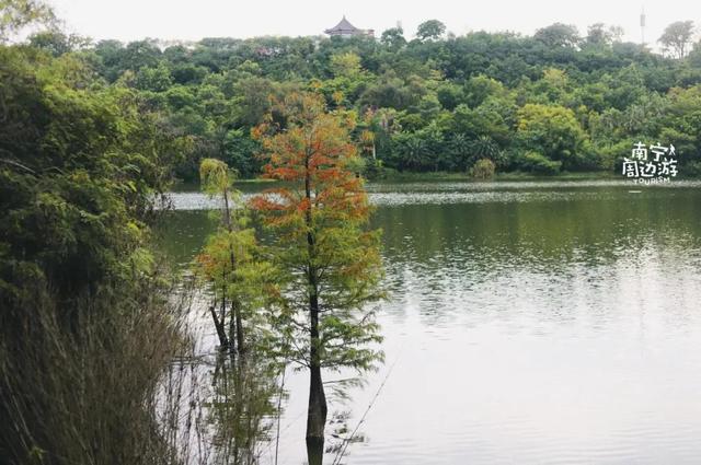 南宁附近花海景点推荐，南宁这几处花海，美了