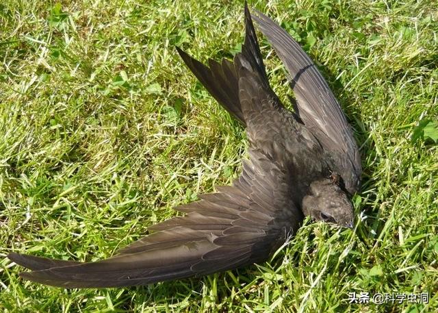 the-swifts-sleeping-while-flying-are-almost-equal-to-death-when-they-land-how-do-they-multiply