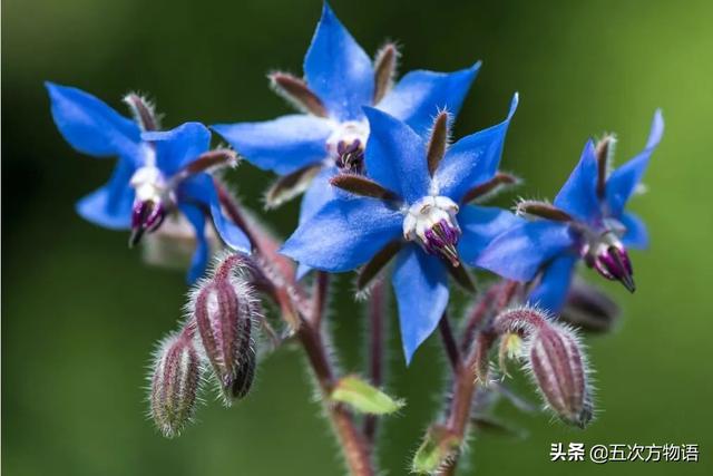 欧洲本土蔬菜都有什么，来自欧洲的传统蔬菜，茴子白