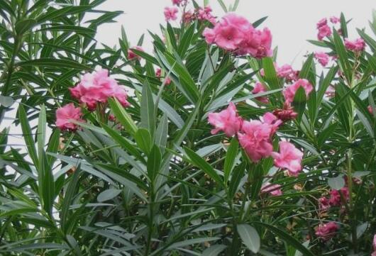 十种剧毒植物，15大剧毒野果盘点