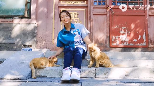 故宫最胆小御猫，我们只是惊呼是不够的