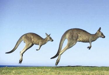 哺乳动物有哪些，世界上哺乳类动物有哪些（哺乳类动物和图片）