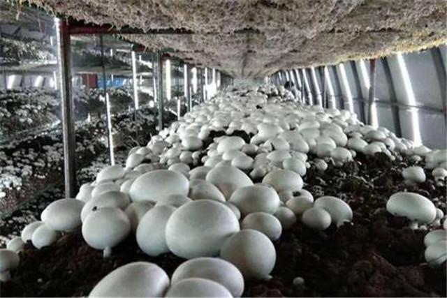 菌菇的栽培技术，蘑菇高效优质栽培技术要点