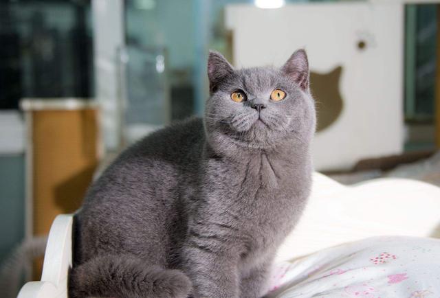 猫和老鼠里面的母猫现实品种，猫和老鼠中汤姆猫的原型究竟是什么品种