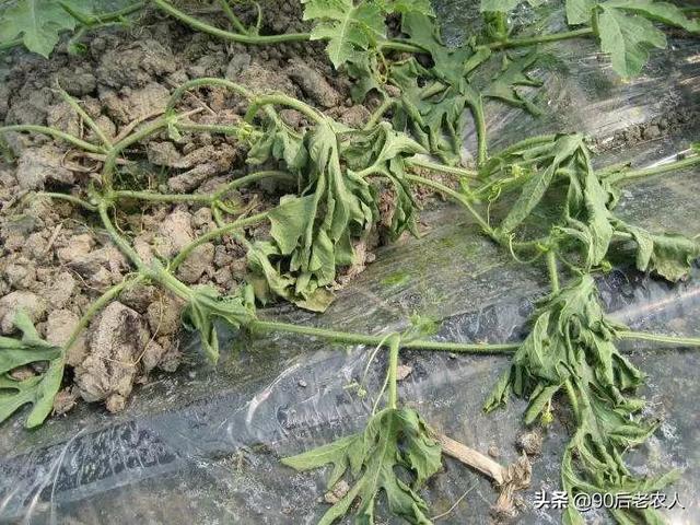立枯病的病害有哪些特征，立枯病介绍