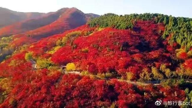 秋天银杏十大绝美诗句，咏上海001号古银杏树