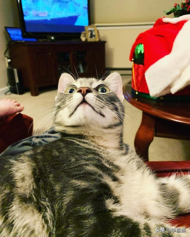 猫咪时常有要呕吐的状态如何办，猫咪出现呕吐一般有这几个原因