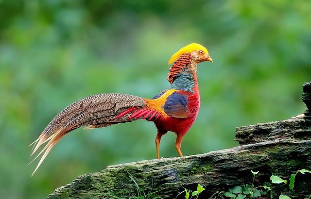 各国国鸟有哪些，世界各国国鸟大全