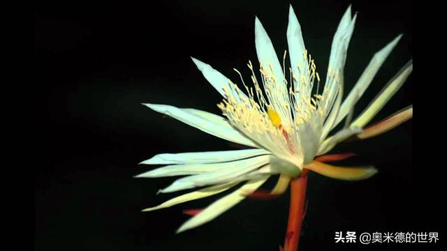 世界上十大奇异的植物，地球上最珍稀的20种植物