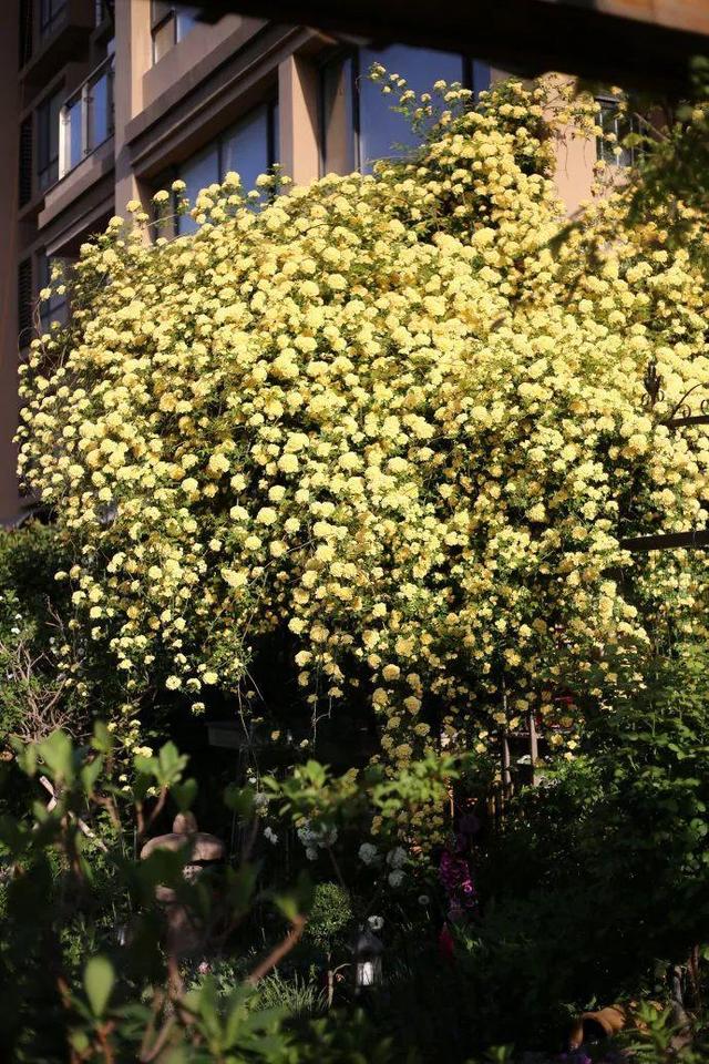 庭院中种什么爬藤花，院子里如果想搭设花廊架