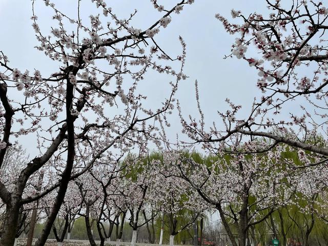 沾衣欲湿杏花雨的下一句，沾衣欲湿杏花雨后面一句是什么（吹面不寒杨柳风。诗句常被引用）