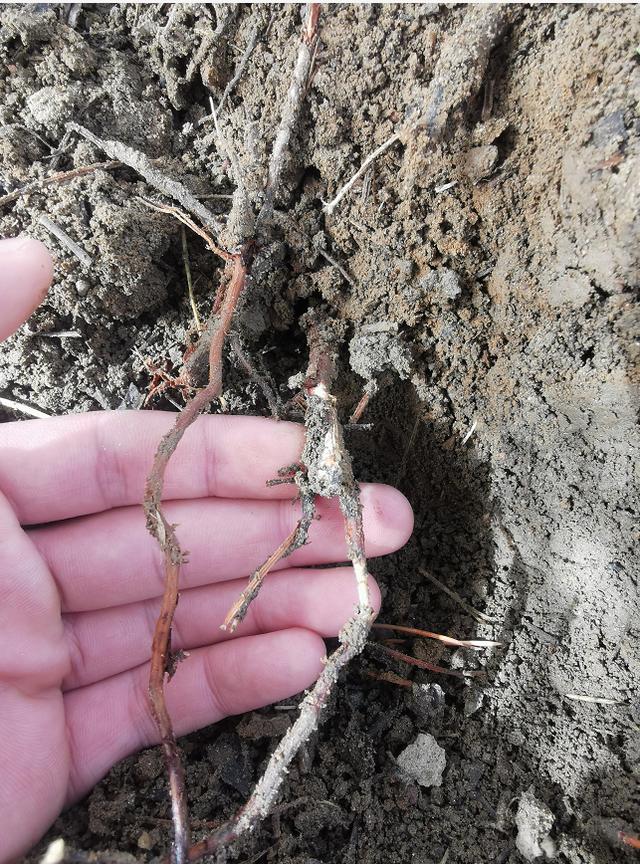 园林植物病虫害防治，园林植物病虫害综合防治方法（如何进行植物的病虫害防治）