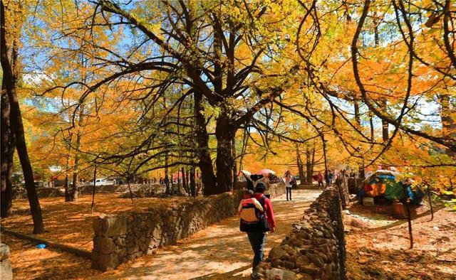 十一假期出游可畅玩银杏湖乐园，湖光山色风景迷人