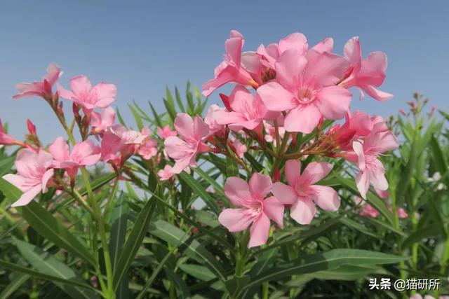 养猫可以养什么花，养猫需要买什么花