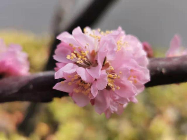 清明适合赏花的地方，纷纷春雨过后是最美人间四月天