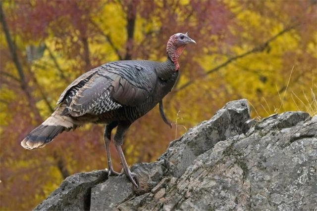 火鸡养殖方法与技术，火鸡的养殖技术