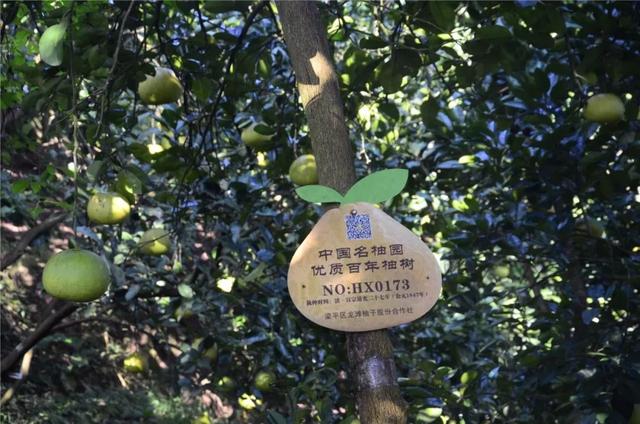 最好吃的柚子是葡萄柚吗，天微凉品柚香为何百年柚树结的梁平柚这般甜