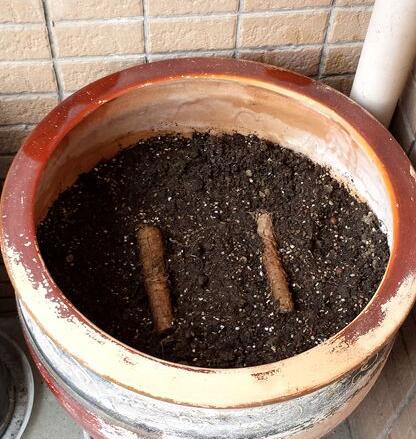盆栽葡萄种植技术视频，盆栽葡萄的种植技术详细教程（，葡萄小苗如何管理来年有花穗，#了解种植技术点红心关注）