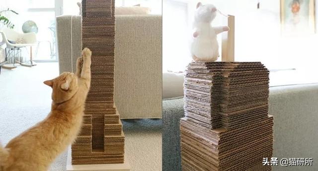 猫咪比较好的零食，提高猫咪生活质量