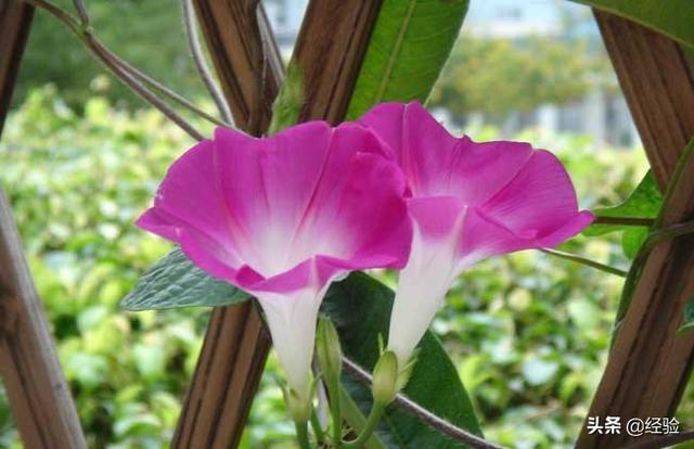 牵牛花种子种植时间和方法，秋季买点牵牛花种子种土里