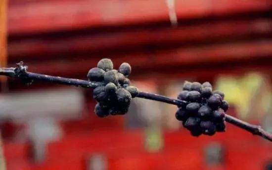 印尼顶级麝香猫咖啡，除了麝香猫咖啡