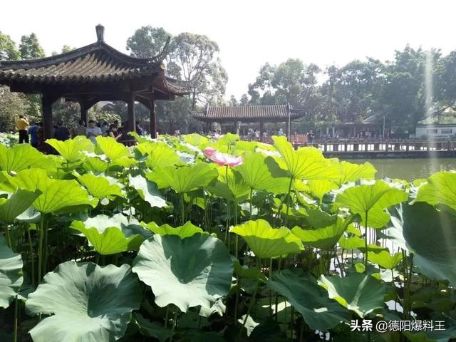 德阳周边春天赏花的地方，寻觅德阳周边最美