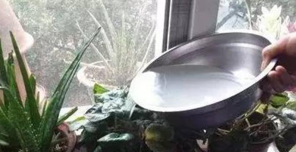 如何做养花的营养液，自制养花营养液