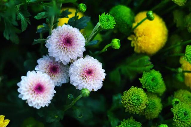 雏菊种植方法和时间，雏菊生长得慢开花少