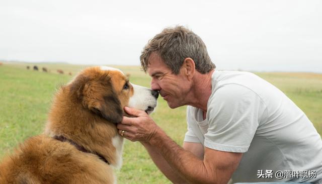 感动全球的几大狗狗电影，感动全球的九大狗狗电影