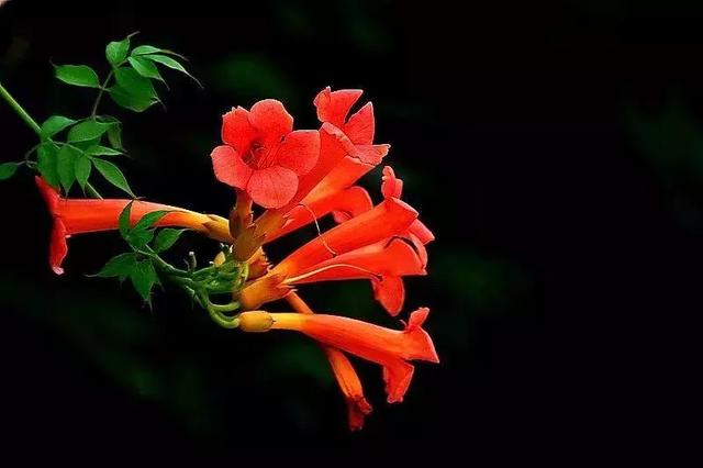 花很香又漂亮的藤蔓植物，12种开花藤蔓植物