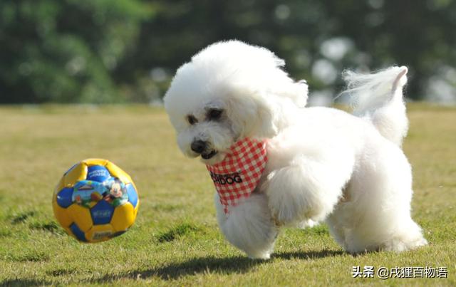 幼犬第一次驱虫时间，幼犬驱虫正确用法（刚出生的幼犬，怎么驱虫）