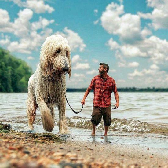 巨型贵宾一般有多大，巨型贵宾价格让人