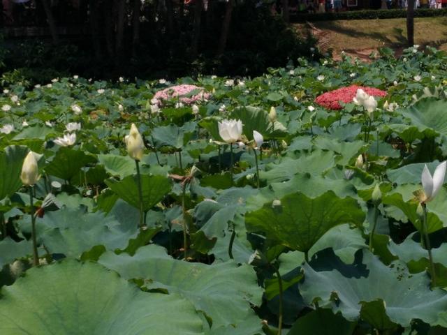 深圳世界之窗晚上有什么看点，最好的风景在门口