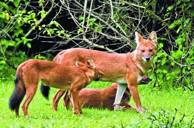 国家重点保护野生动物名录分几级，国家重点保护野生动物名录公布
