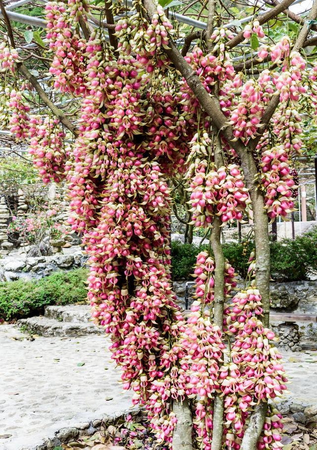 高州仙人洞风景区，高州仙人洞游玩项目