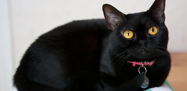 什么猫比较温柔粘人又好养，养猫首选这几种猫