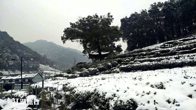 杭州梅家坞风景，到了杭州梅家坞古村