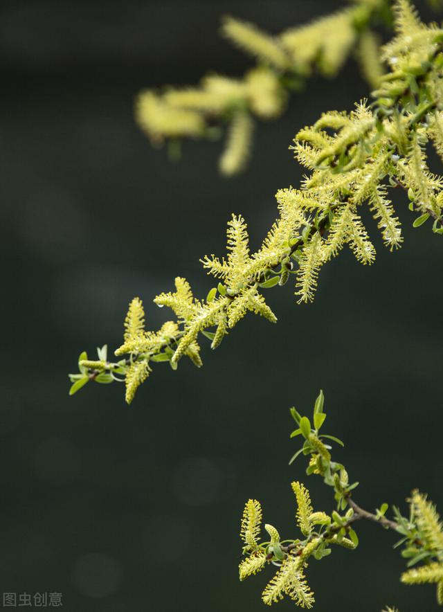 杏花开的时节去赏花，又是一年杏花开