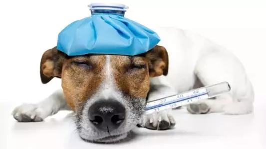 火车上让带宠物吗，坐火车可以带小型宠物狗吗