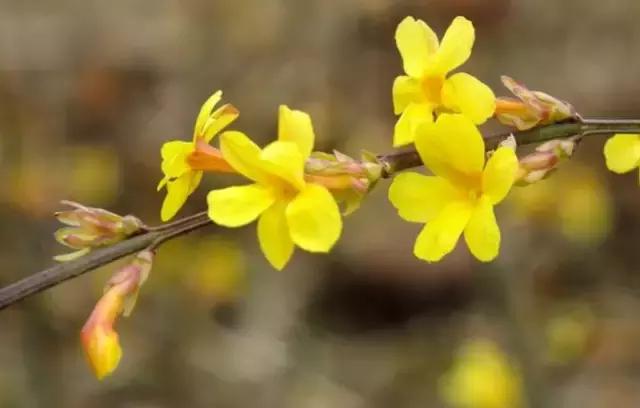 春的别称一个字，春天的称呼大全