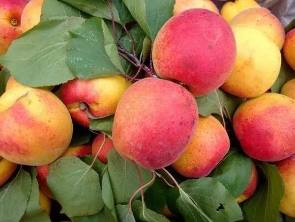 辽宁的物产有哪些，辽宁特有的水果