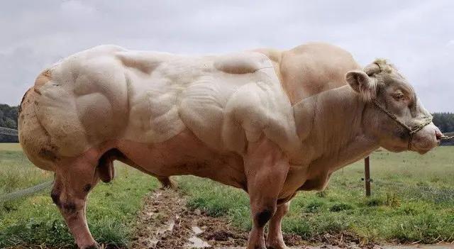 兰博基尼大牛多少钱一辆，最贵的大牛兰博基尼（兰博基尼新款大牛Revuelto也许这才大家心驰神往的混动超跑）