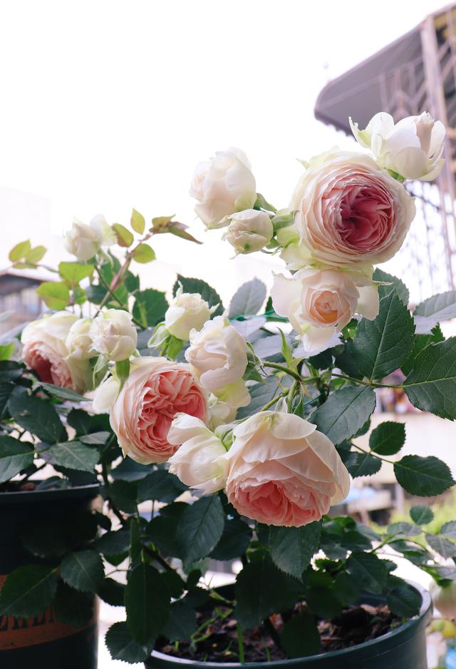 各种家庭阳台花养法，你的阳台还缺花花吗