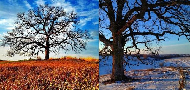 桃花树儿童画简单又漂亮，少儿美术《最美桃花节》